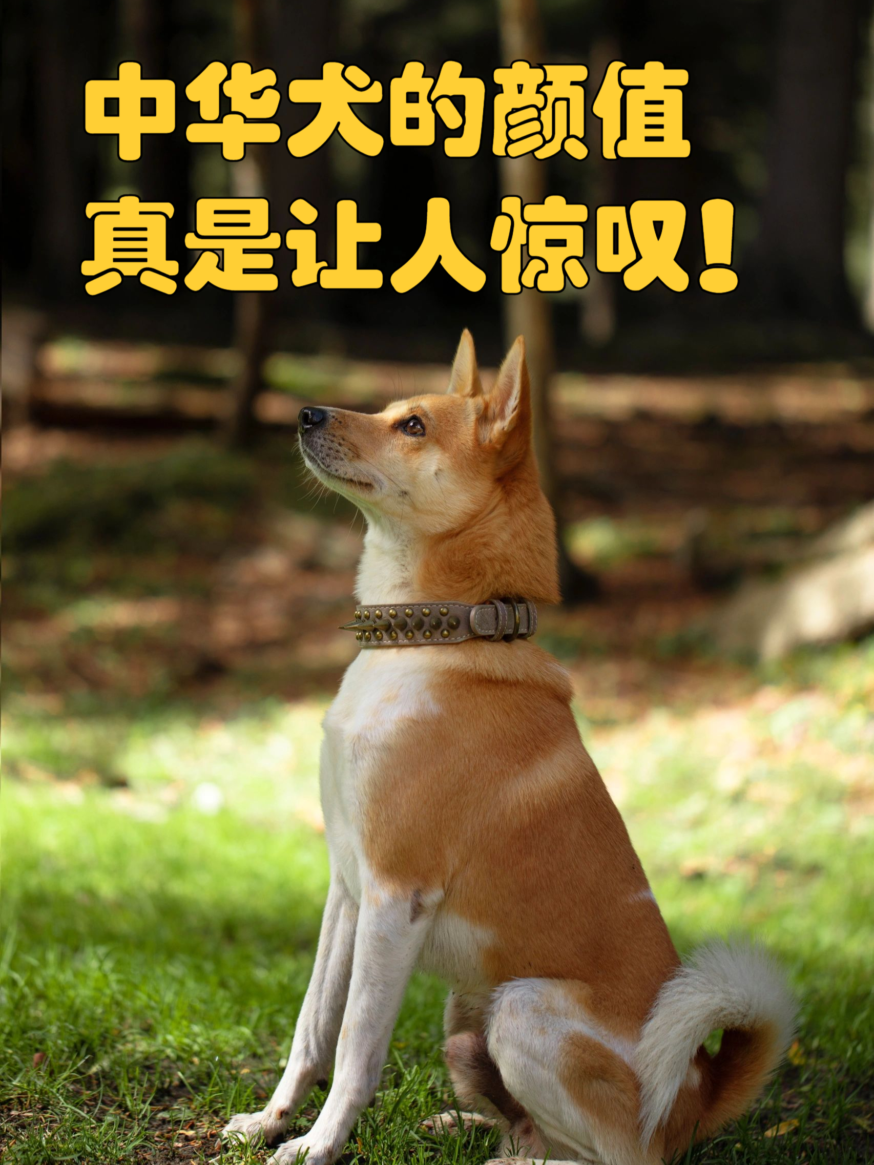包含无比魅力：顶尖豪强一决高下的词条